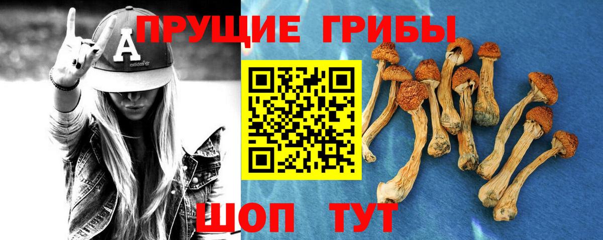 Галлюциногенные грибы Psilocybe Вичуга